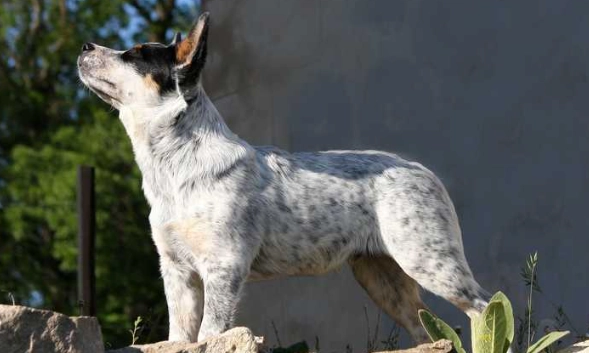 台灣牧牛犬訓練