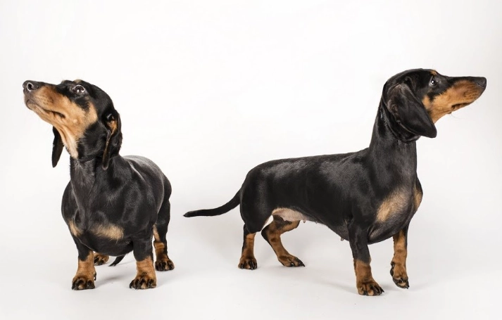 香港長毛臘腸狗飼養