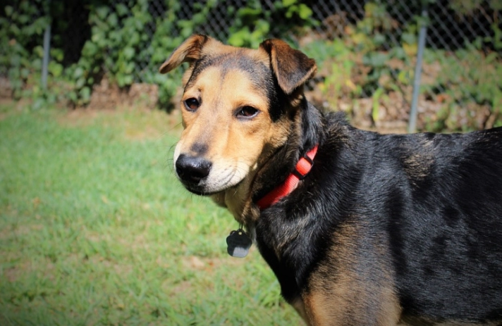 護主犬訓練方法 護主犬訓練方法