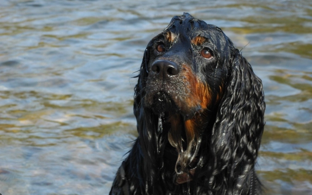 黑色犬健康管理 黑色犬健康管理