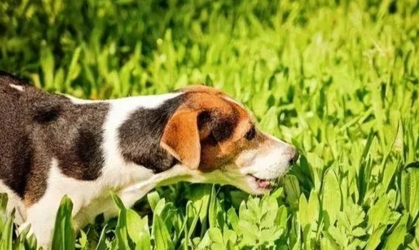 黃瓜對狗的好處