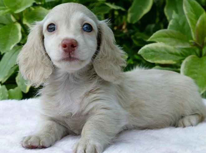 奶油香腸壞處 奶油香腸壞處