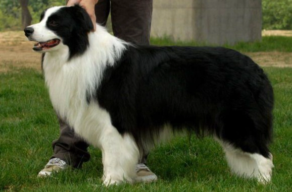 美國牧羊犬訓練 美國牧羊犬訓練