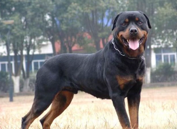 羅威納犬缺點 羅威納犬缺點