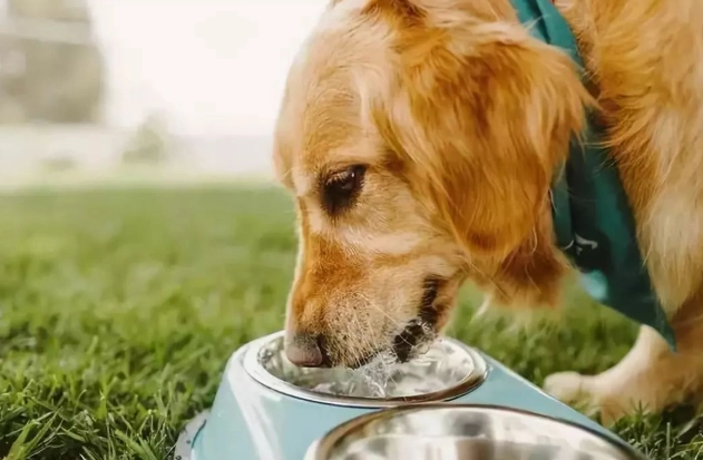 狗狗水分需求 狗狗水分需求