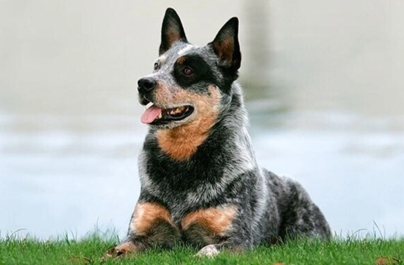 澳洲卡爾比犬 飼養 澳洲卡爾比犬 飼養