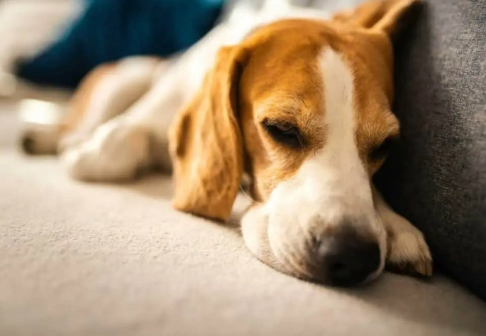 狗狗黑色素瘤治療