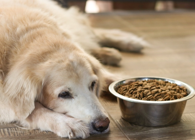 拔牙後狗狗吃什麼