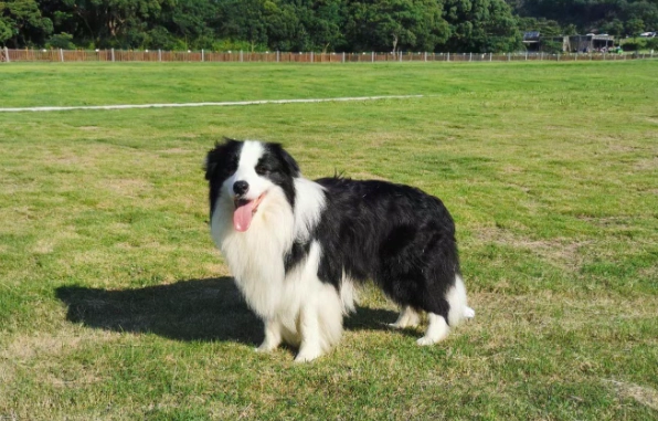 香港養澳洲牧羊犬