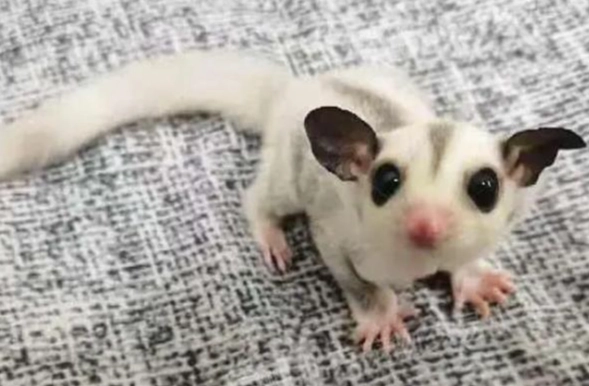 蜜袋鼯餵食方法