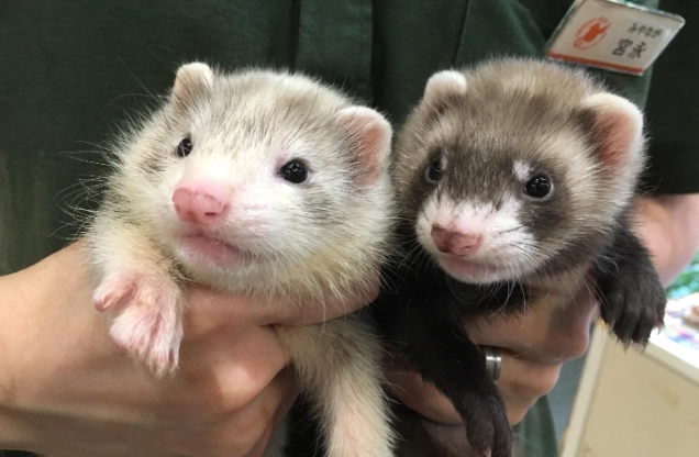 台灣雪貂購買