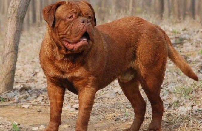 凶猛狗品种排名