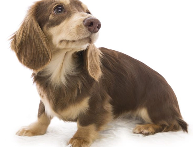 奶油臘腸健康影響 奶油臘腸健康影響