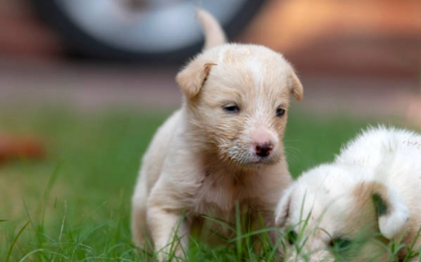 幼犬肚子有顆粒 幼犬肚子有顆粒