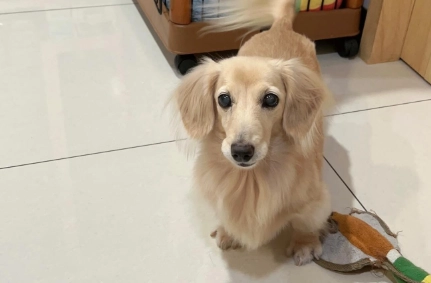 奶油臘腸健康影響 奶油臘腸健康影響