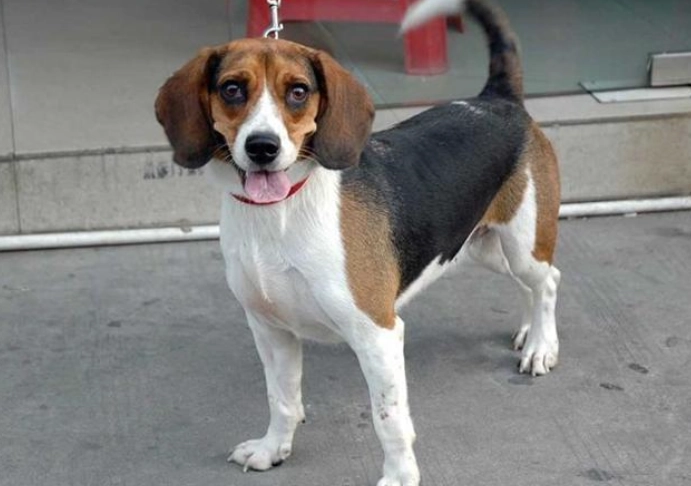 適合新手養的狗