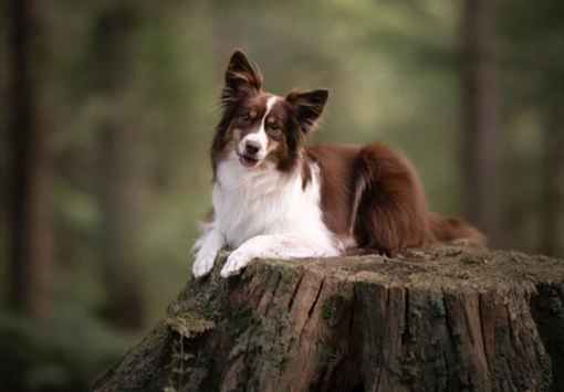 迷你美國牧羊犬品種