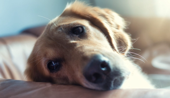 狗狗皮膚腫瘤識別