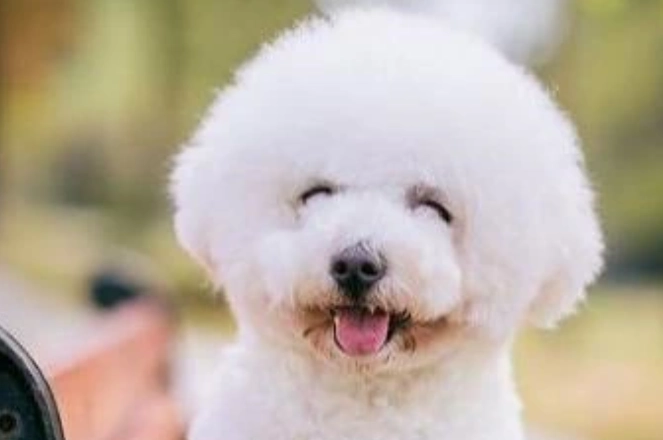 比熊犬平均壽命