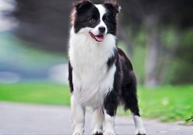 澳洲牧羊犬遺傳顏色 澳洲牧羊犬遺傳顏色