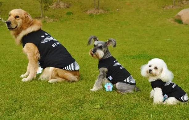 易照顧中型犬 易照顧中型犬