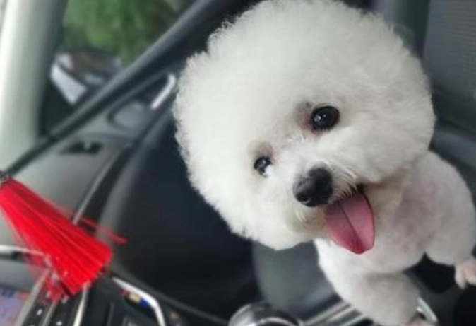 如何延長比熊犬壽命