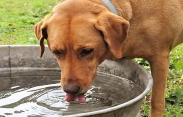 老年狗喝水問題