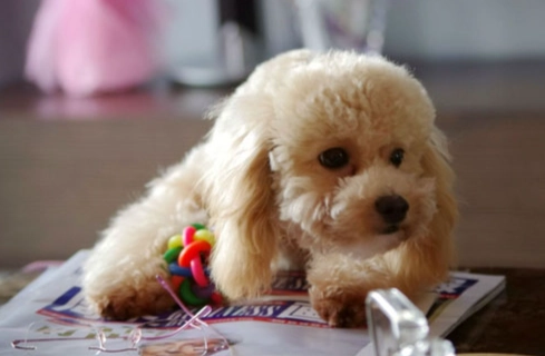 玩具貴賓飼養問題