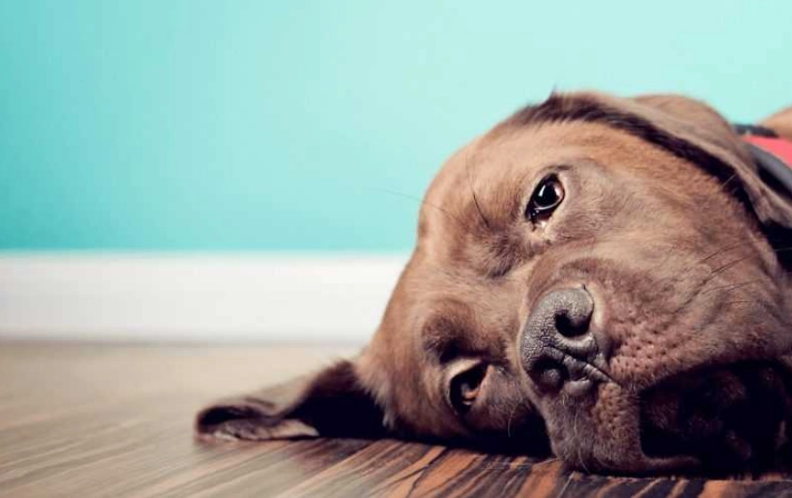 狗狗皮膚腫瘤識別