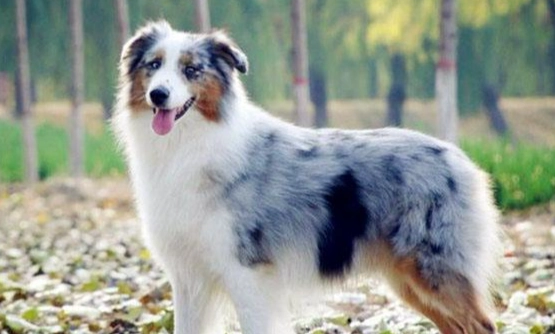 澳洲牧羊犬 健康