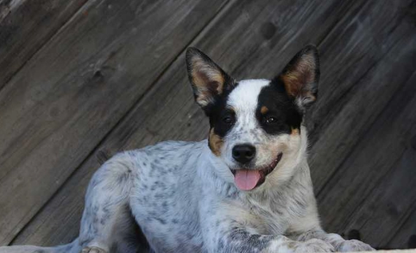 澳洲牧牛犬 台灣