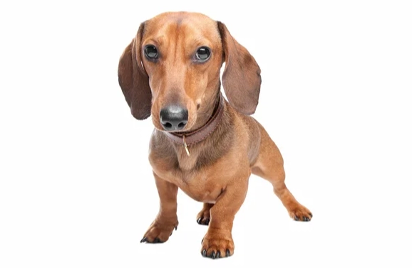 臘腸狗短毛 飼養