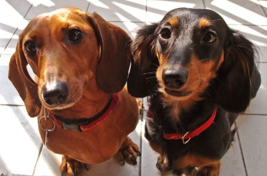 狗智商排行榜 狗智商排行榜