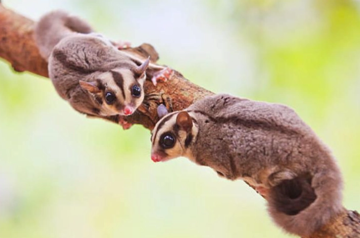 蜜袋鼯昆蟲飼料