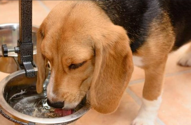 高齡犬飲水