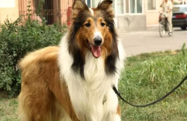 初次飼主犬種選擇 初次飼主犬種選擇