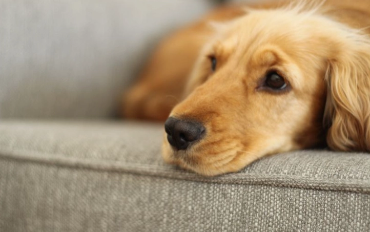 狗黑色素瘤早期徵兆