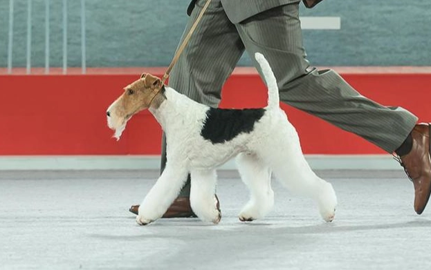 剛毛獵狐梗犬 健康問題