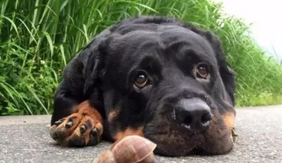 羅威納平均壽命