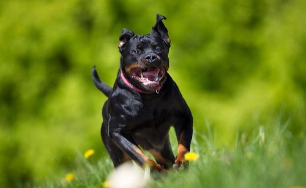 羅威納飼養困難 羅威納飼養困難
