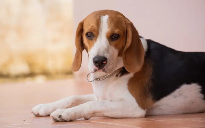 臘腸狗飼養技巧 臘腸狗飼養技巧