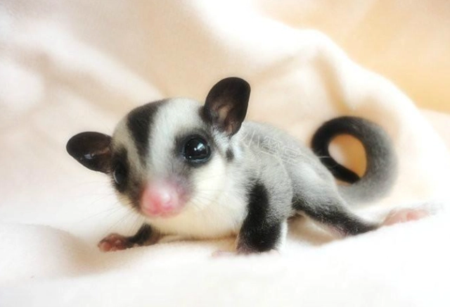 蜜袋鼯健康體重