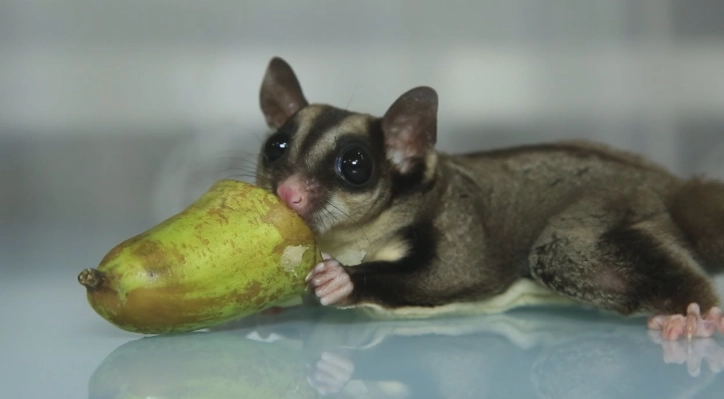 蜜袋鼯飲食時間