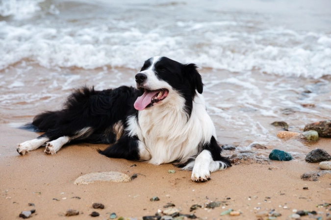 香港養澳洲牧羊犬