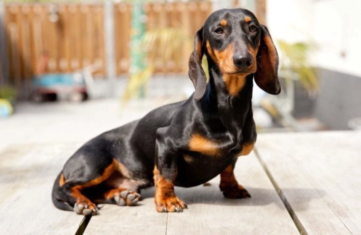 臘腸狗平均壽命 臘腸狗平均壽命