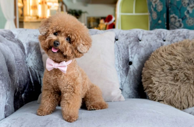 玩具貴賓飼養問題