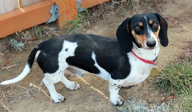 臘腸狗毛色種類