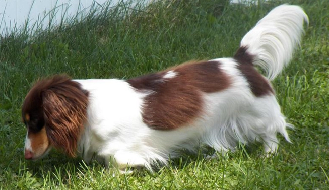 臘腸狗毛色種類