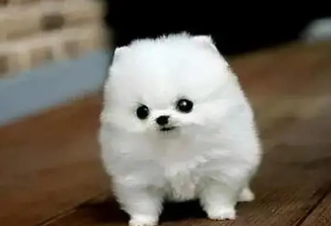 小型犬壽命 小型犬壽命