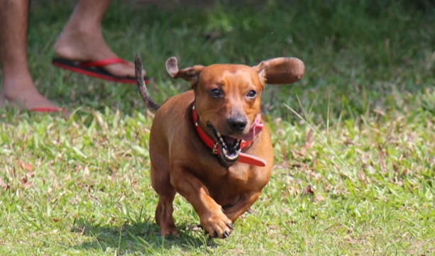 香港臘腸狗飼養